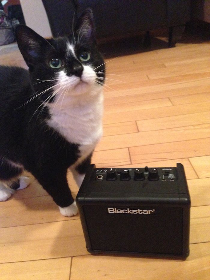 No, it's not a giant cat... the Blackstar FLY 3 Watt Mini Amp is that small!