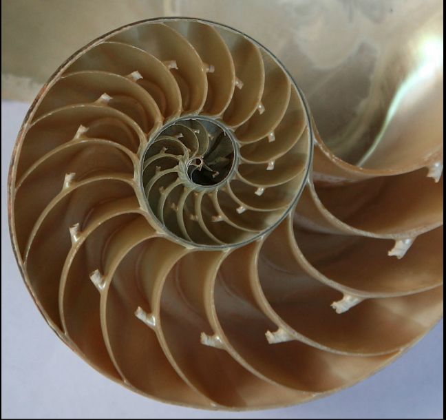 Spiral in the Seashell